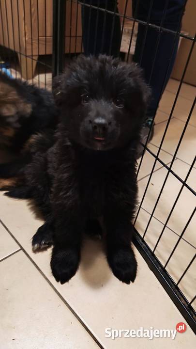 Owczarek Niemiecki Krótkowłosy