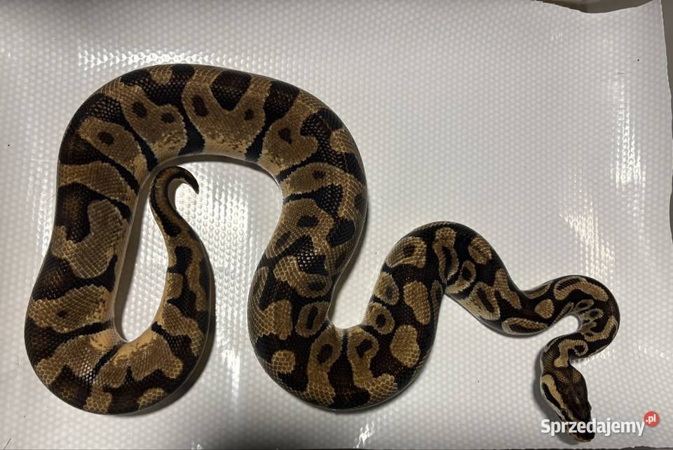 Pyton królewski python regius pastel enchi Kraków