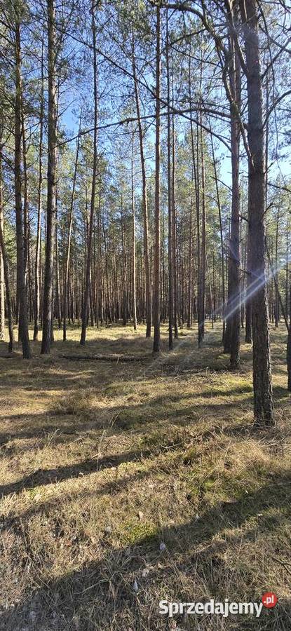 Sprzedam las mieszany Huta