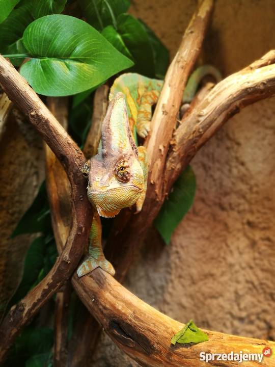 Kameleon jemeński terrarium