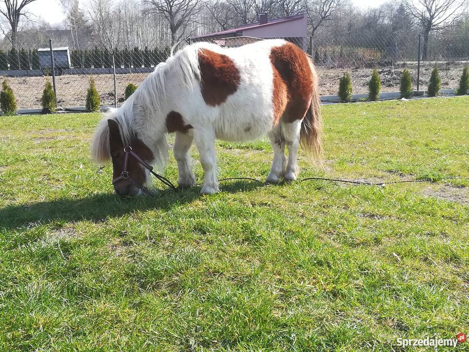 Kuce mini klacze mini szetland falabella Białogard