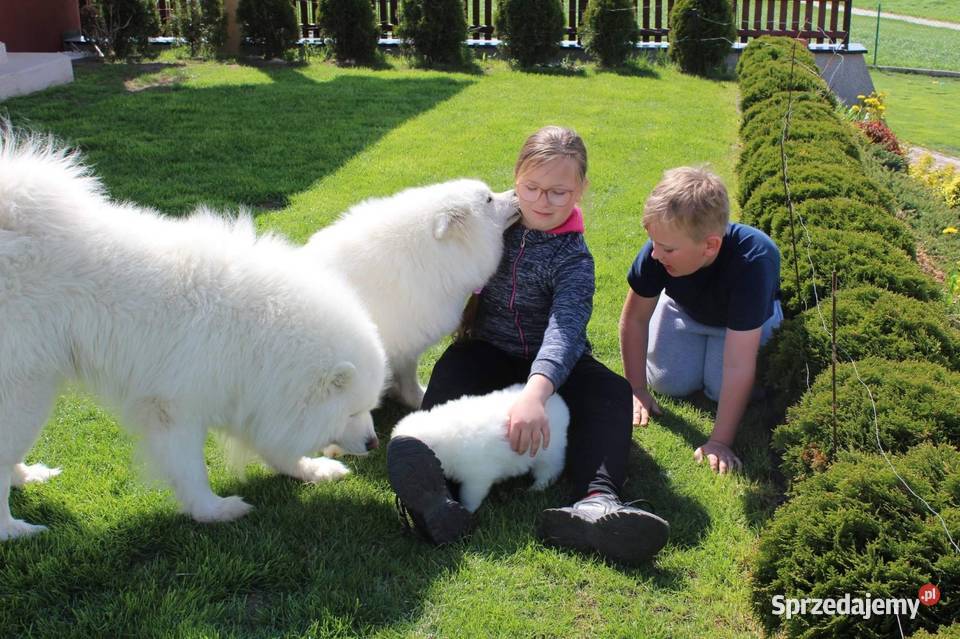 Samoyed samojed suczka