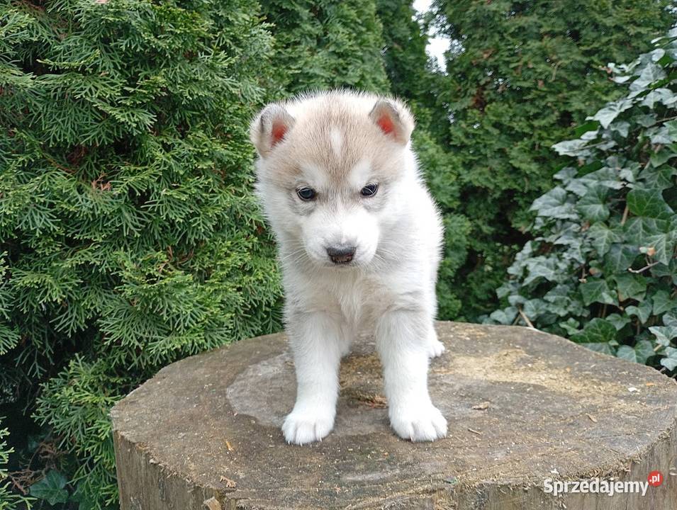 SIBERIAN HUSKY BOY
