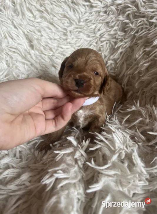 Piesek cockapoo mama cocker spaniel tata pudel Busko-Zdrój