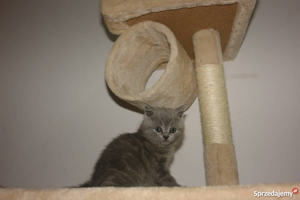 kotki brytyjskie Katowice