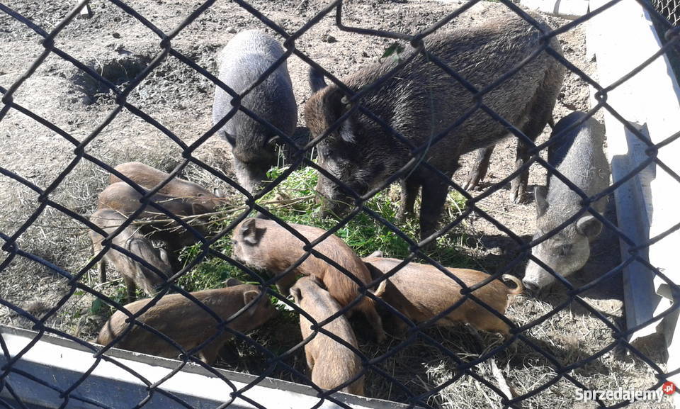 Świniodziki świętokrzyskie Ostrowiec Świętokrzyski