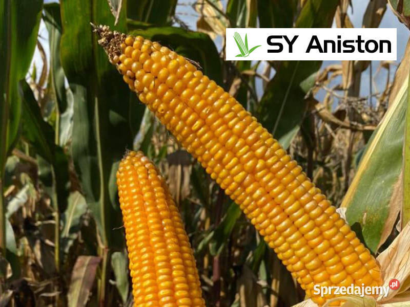 Nasiona kukurydza SY Aniston FAO 250 na kiszonkę Radzyń Chełmiński