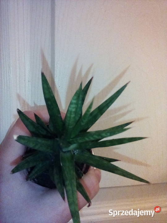 Sansewieria ciekawa odmiana kolorystyczna w Kraków