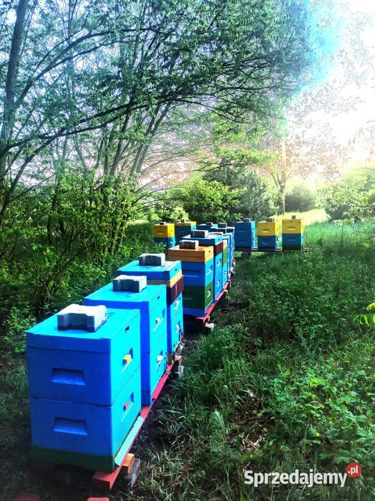 Miód lipowy z własnej pasieki Miody i produkty pszczele sprzedam