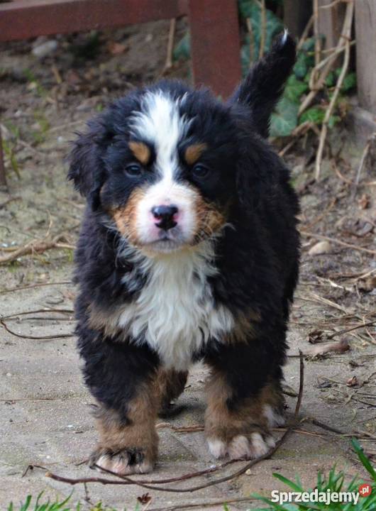 Berneński Pies Pasterski szczenięta ZKwPFCI Gdynia