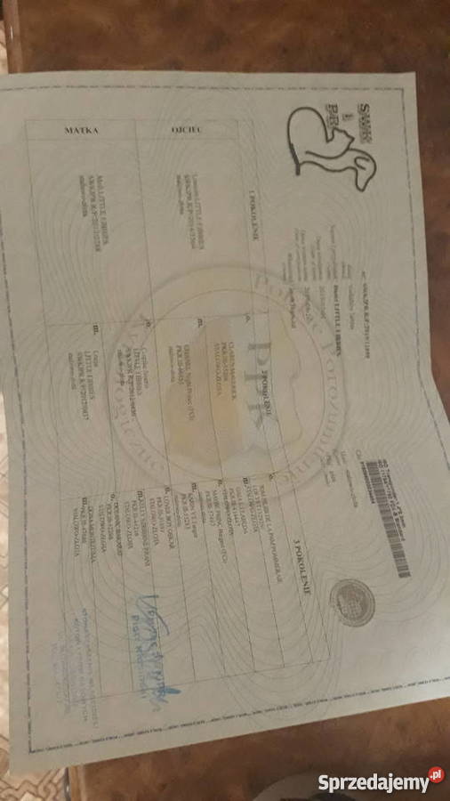 oddam York łódzkie