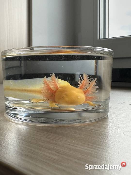 Axolotl Aksolotl Salamandra Meksykańska Kępno