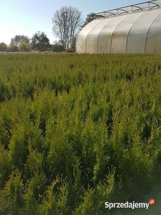 Tuja szmaragd 250 P9 Grodzisk Mazowiecki