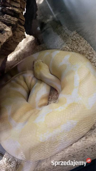 Pyton królewski Albino wyjątkowe umaszczenie Zabrze