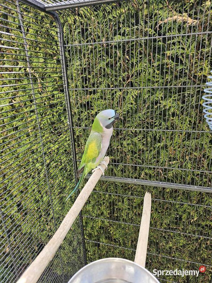 Sprzedam Aleksandreta Chińska Goleszów