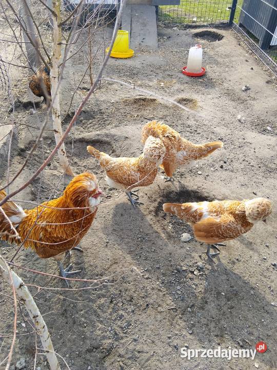 Pisklęta czubatka podkarpackie Suchorzów