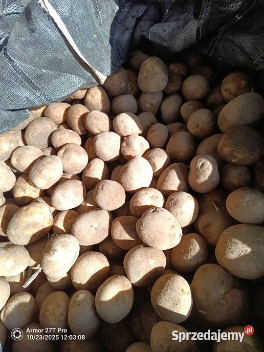 Ziemniaki Mazur 50 Brzeziny