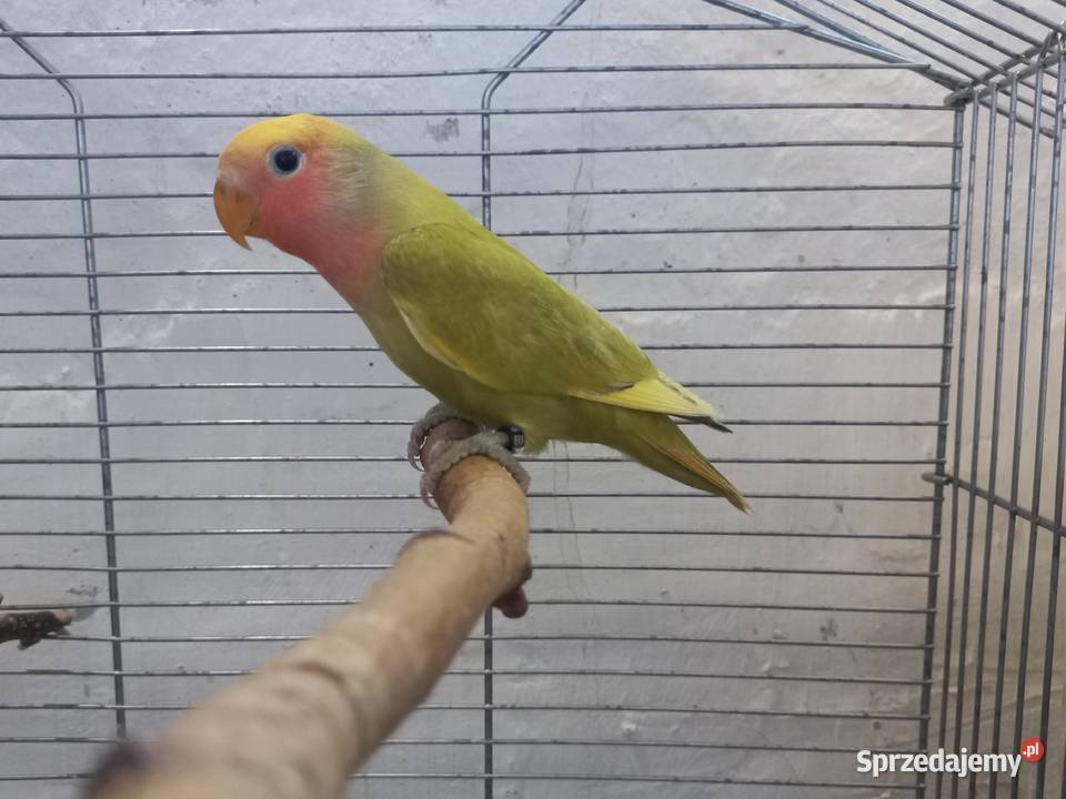 Papugi nierozłączkiryżowce siwe 2025 obrączka Ptaki Faustianka sprzedam