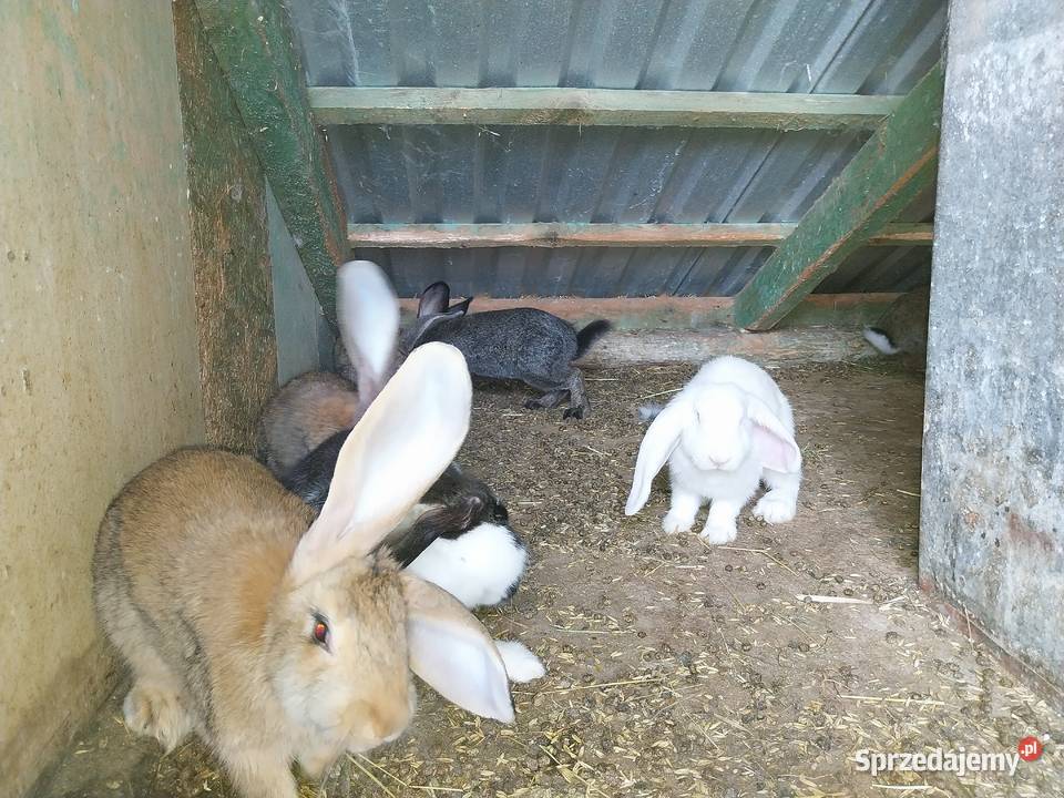Króliki mięso tuszka królik Górka Kościejowska