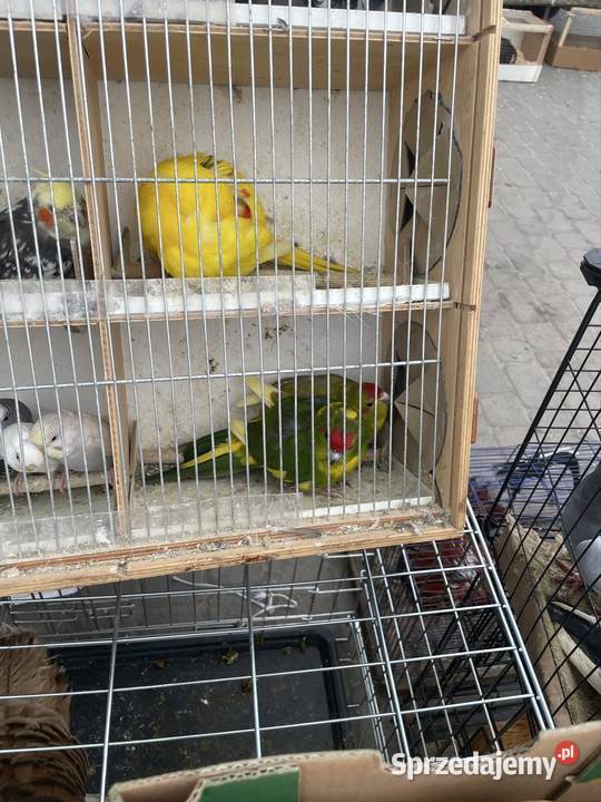 Papugi nimfy i faliste Ptaki Dargiń