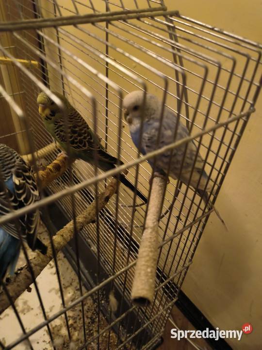 Papugi faliste śląskie Ryczów