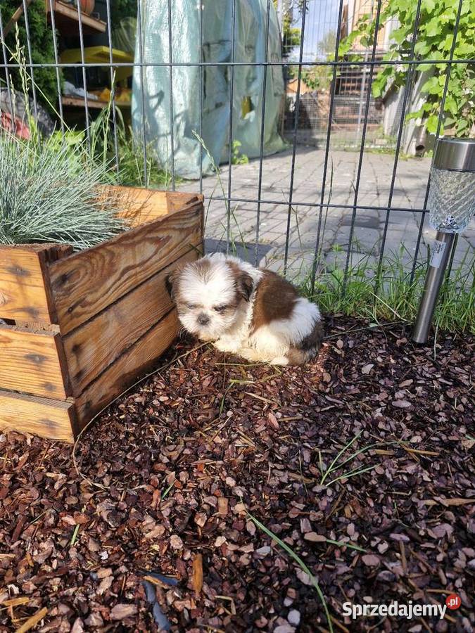 Shih tzu sprzedam