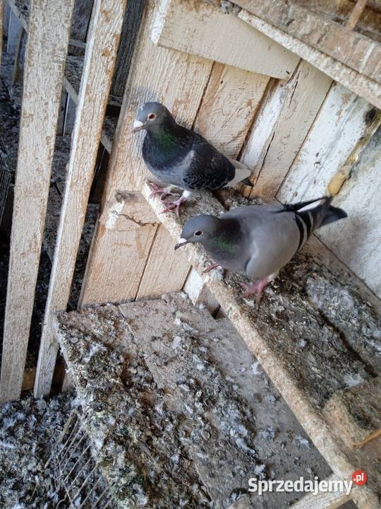 Sprzedam całe stado gołębi pocztowych sprzedam