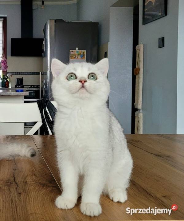 srebrne pointy kocięta brytyjskie Brytyjski sprzedam