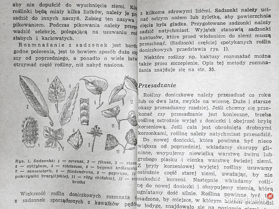 Kaktusy i inne Aleksandra KonarskaSzubska Rok wydania 1970