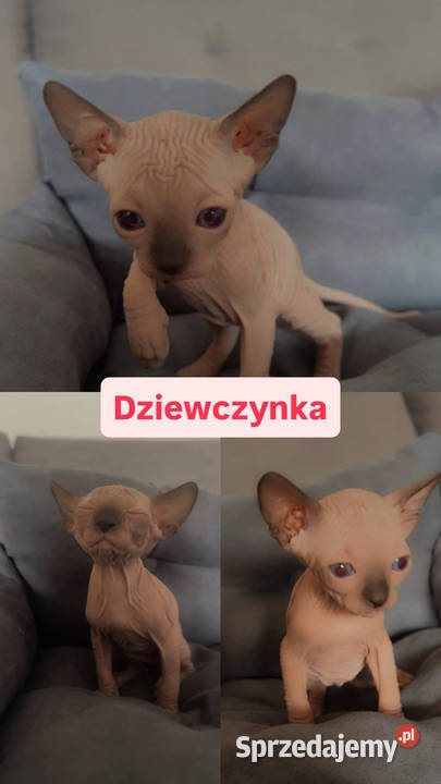 Sfinks kotki chłopcy i dziewczynki Łódź sprzedam
