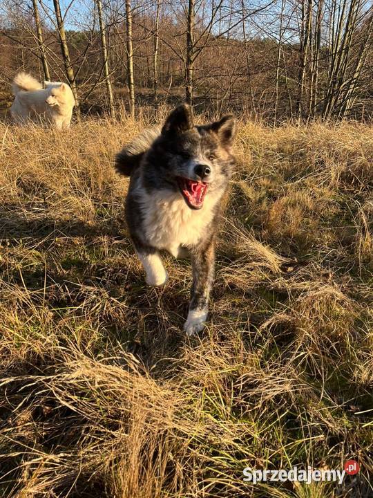 Ostatnia Japońska Akita Inu Okazja Międzychód