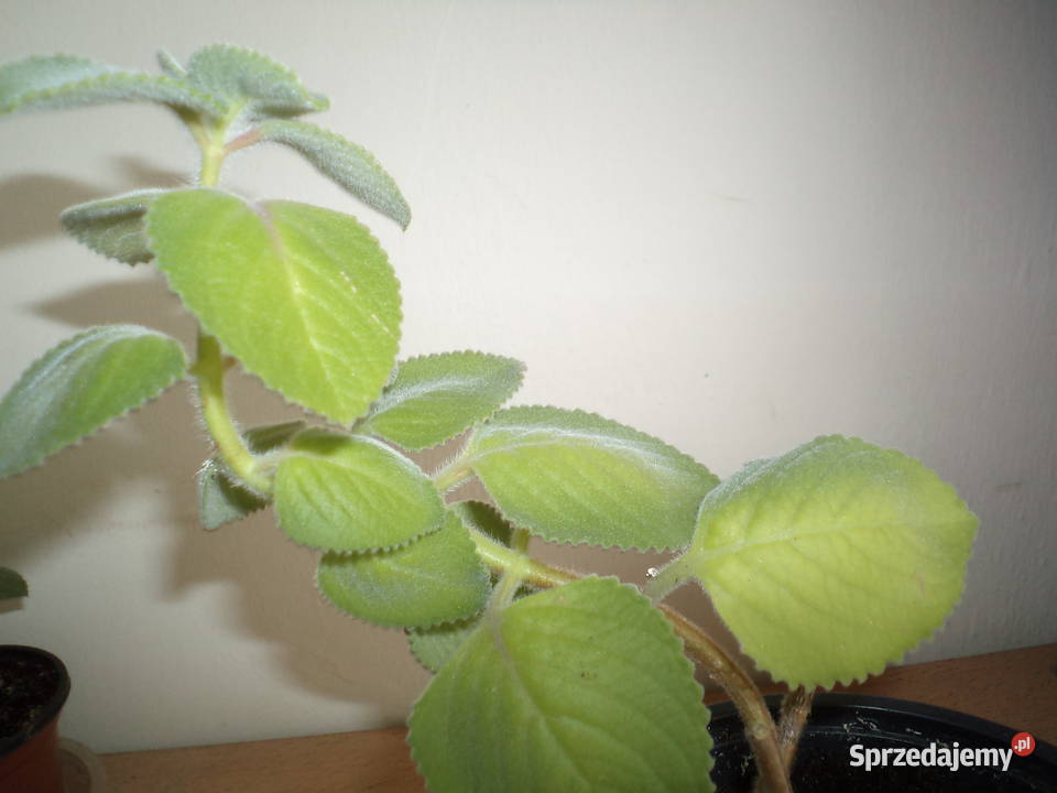Męta meksykańska roślina doniczkowa mazowieckie Warszawa