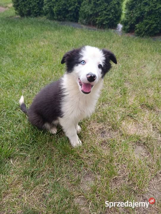 Border Collie SuczkaBadania genetyczne rodziców Szczaworyż