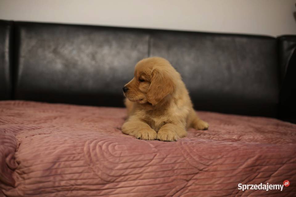 GOLDEN RETRIEVERtyp amerykański ZKwPFCI mniejsze Wrocław