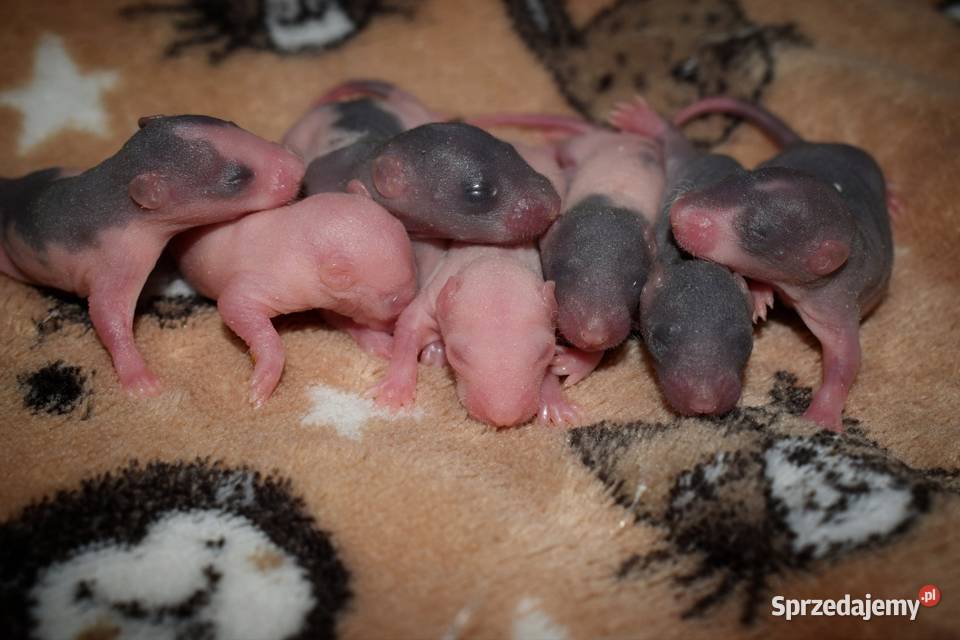 Szczurki szczur szczury fuzz dolnośląskie Wrocław