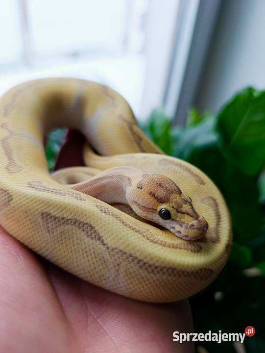 Pyton Królewski samiec Butter Enchi Fire Góra Kalwaria