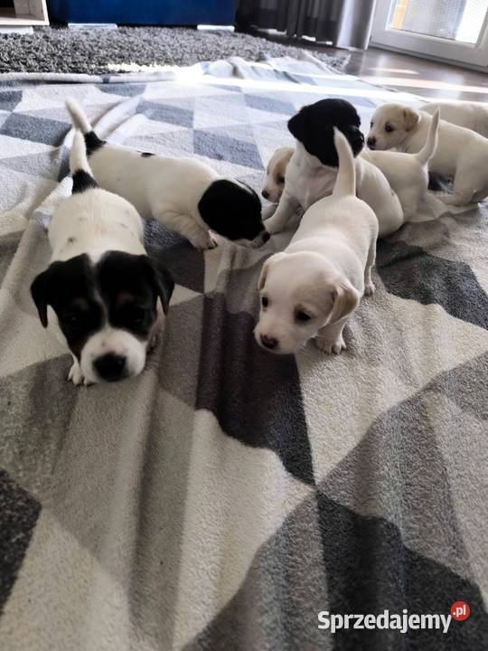 Jack Russell Terrier Łowce