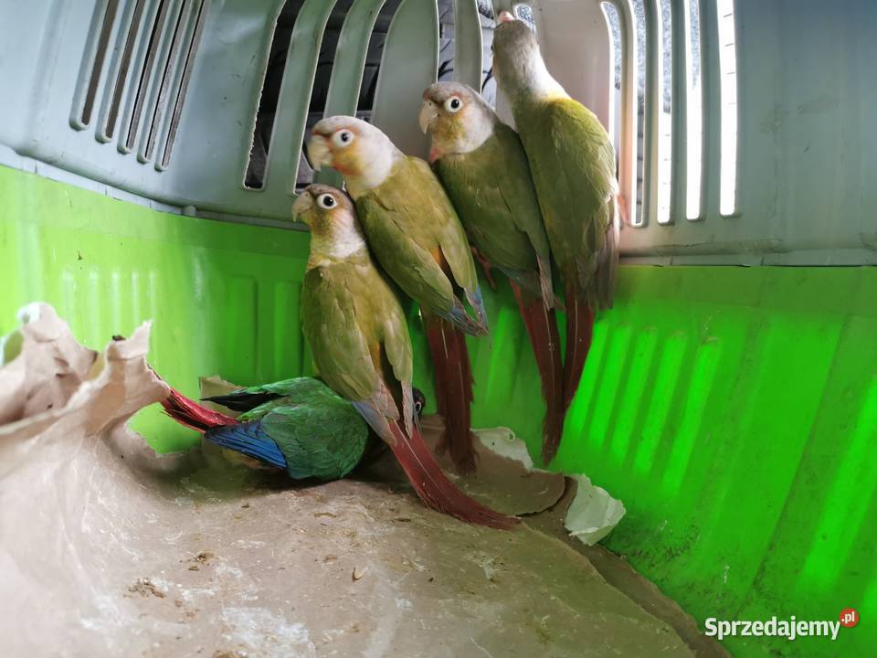 Rudosterka Rudisterki Pineaple Rozne Poznań
