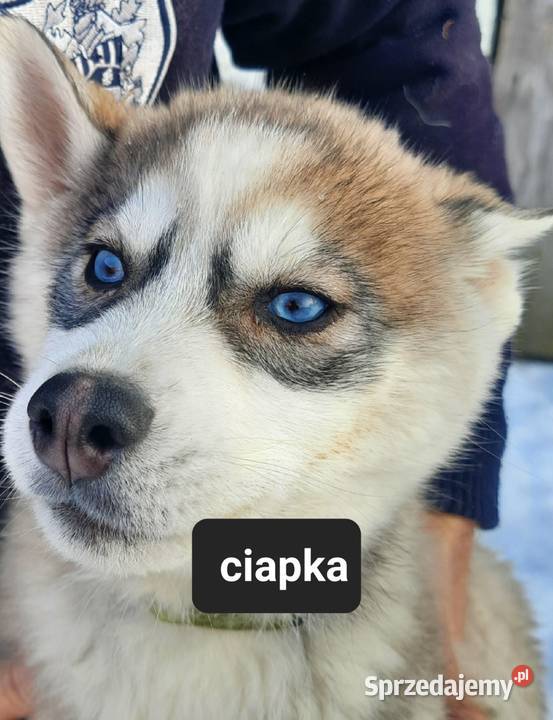 Syberiany husky pomorskie