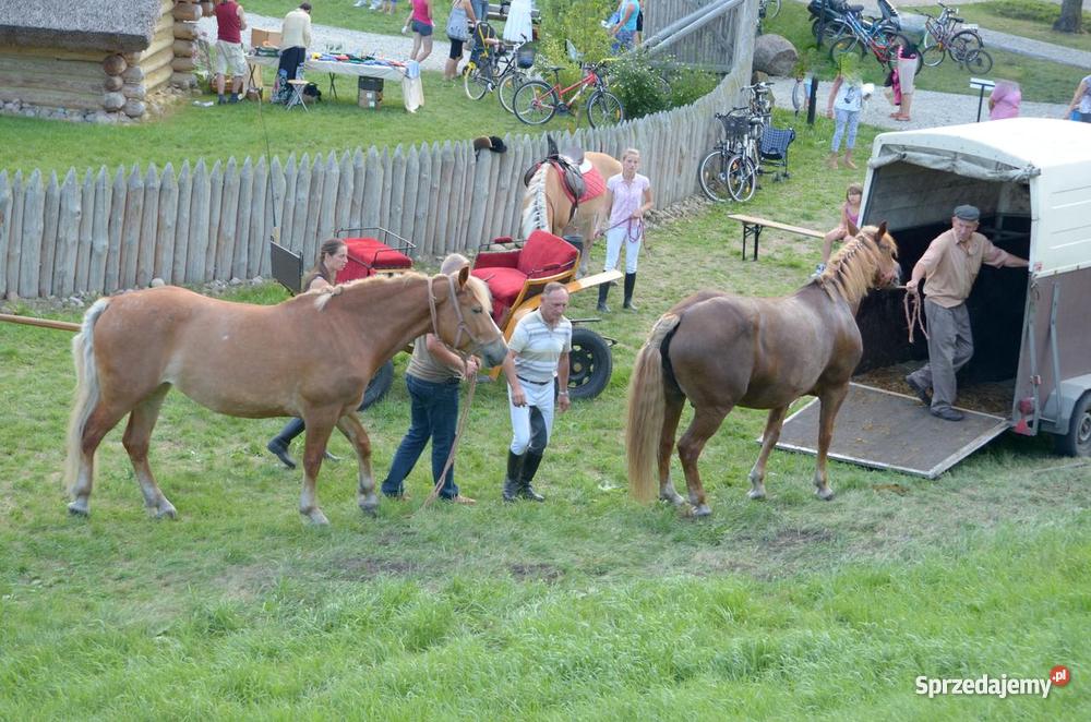 parę zaprzęgową koniekoń konie konia Środa Wielkopolska
