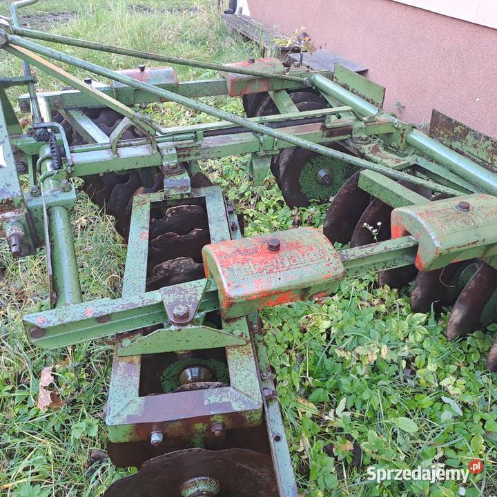Talerzówka Eberhardt świętokrzyskie Piórków-Kolonia
