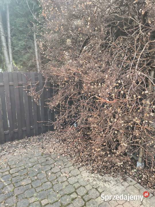 Odświeżanie ogrodów zimie Warszawa