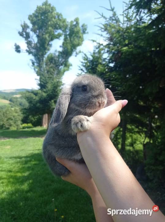 Królik króliczki Mini Lop podkarpackie Jaśliska