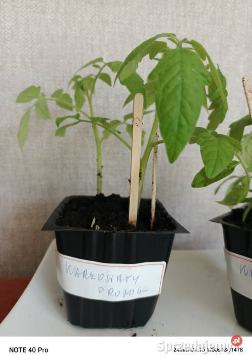 Sadzonka pomidora karłowatego Promyk Owocowe Łódź