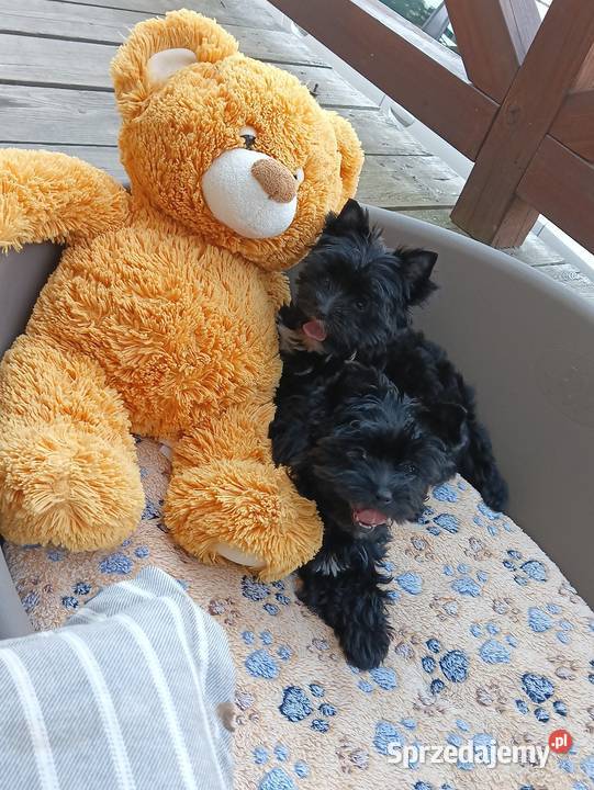Yorkshire Terrier Black sunia małych rozmiarów Grzybno sprzedam