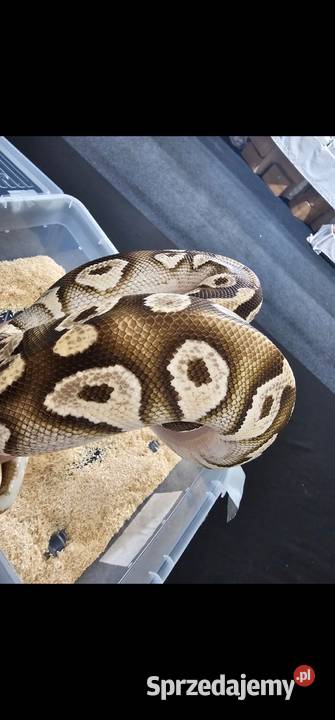 Dorosla samica pyton królewski mojava Orange