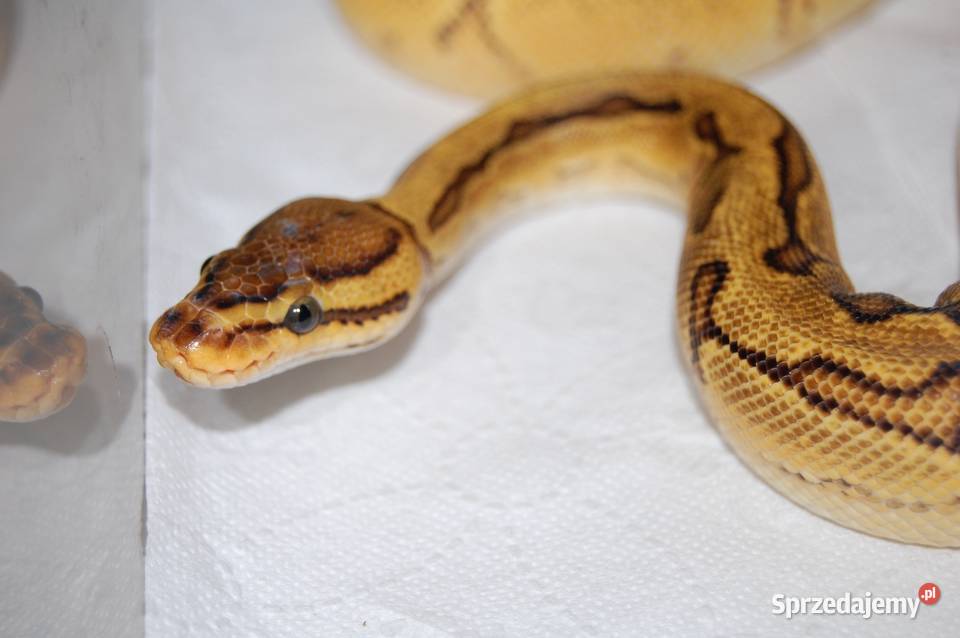 Pyton Królewski samica Spotnose Orange Dream Gady i płazy Jedlina-Zdrój sprzedam