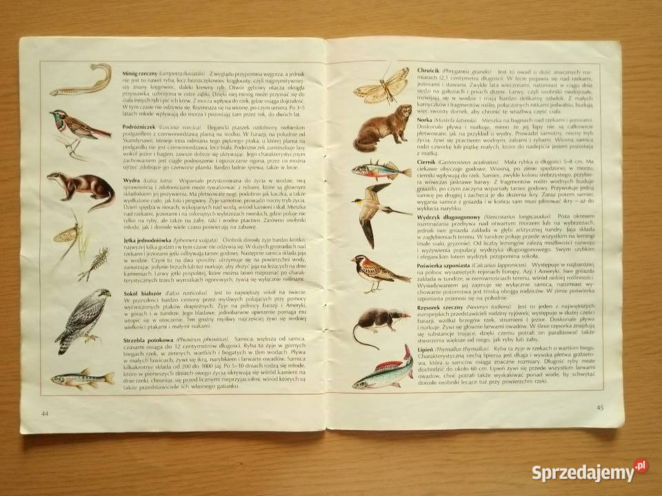 Wyprawa łososiowym szlakiem Kaczor Donald 1993r ISBN 8385319069 śląskie Dąbrowa Górnicza