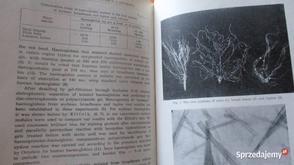 Protein biosynthesis Structure and function of łódzkie Łódź