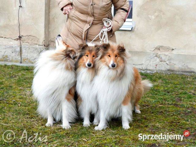 COLLIE Owczarki Szkockie szczeniaki Multi Ch śląskie Janów